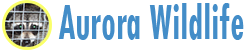 Aurora Wildlife
